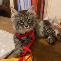 Harnés Ajustable Para Gatos Y Perros Pequeños Y Medianos De Malla Transpirable Con Correa Para Caminar Y Traction Reflectante - details 7