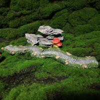 Ruta De Piedra Artificial Para Jardín De Fadas Miniatura Decoración De Paisaje Micro Para Macetas DIY Material De Resina - details 3