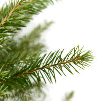 Verdecora Abeto Natural Picea Excelsa Repicado - Árbol de Navidad - Decoración navideña - details 1