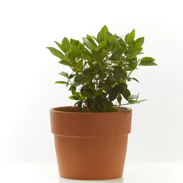 Durillo Natural de Exterior Resistente Al Frío - Altura Hasta 3m - 1