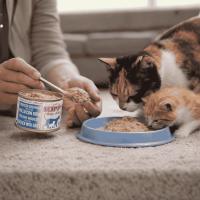 Comida Húmeda Gato Kippy Cat Lata Mousse | Nutrición Gatitos y Gatas Madres | Pollo Huevo | Crecimiento y Energía 200g - details 4