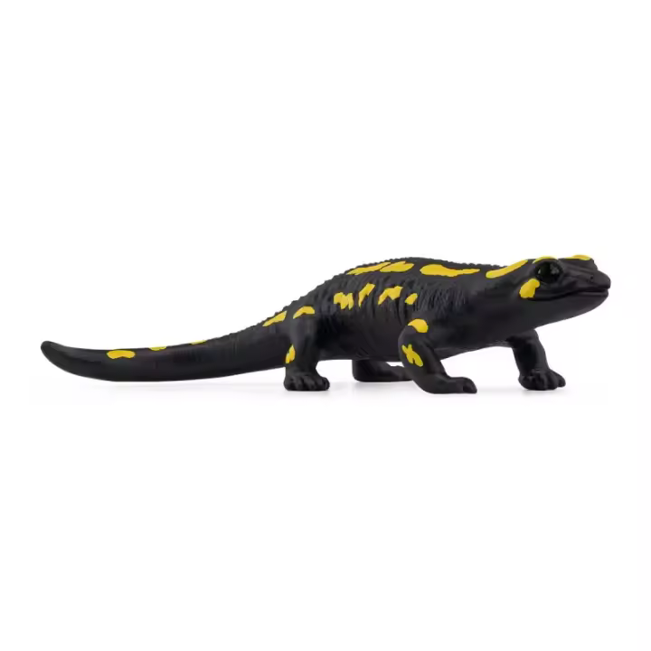 Salamandra - 1