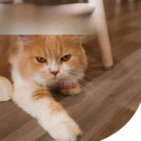 Cinta Protectora Para Muebles Anti-Rasguños Para Gatos 3/5/10M Transparente Para Sofá Silla Alfombra Puerta Protector De Muebles Seguro Para Entrenamiento De Gatos - details 5