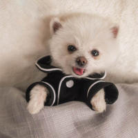 Pijama Para Perro Pequeño Y Mediano Ropa De Moda Para Bulldog Francés Chihuahua Traje Para Perro Material De Algodón 100% - details 4