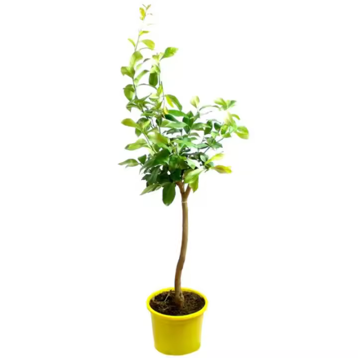 Verdecora LIMONERO EUREKA AZ - 1