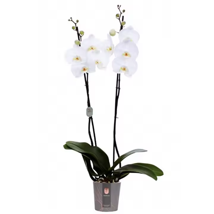 Planta natural flor de Orquidea Phalaenopsis. Elija color. Segura Garden. Sus exquisitas flores simbolizan amor y prosperidad, aportando sofisticación y frescura a cualquier espacio. 🌸✨ - 1