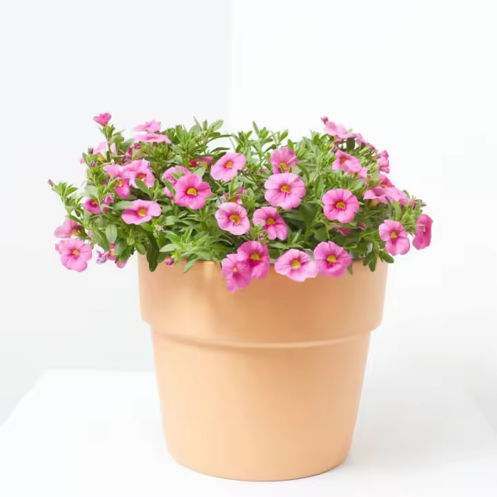 Verdecora MILLION BELLS EN TARRINA - 1