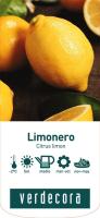 Verdecora LIMONERO EUREKA AZ - details 2