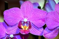 Planta natural flor de Orquidea Phalaenopsis. Elija color. Segura Garden. Sus exquisitas flores simbolizan amor y prosperidad, aportando sofisticación y frescura a cualquier espacio. 🌸✨ - details 0