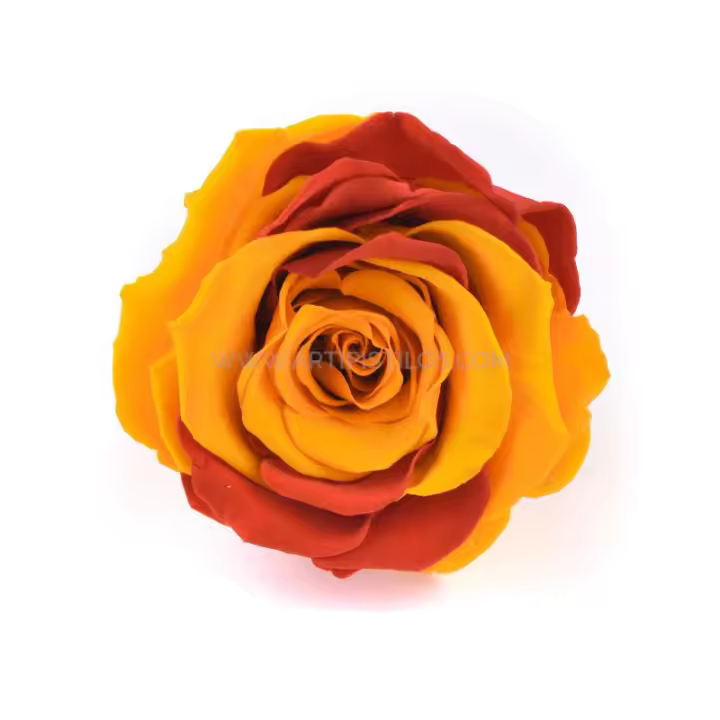 ROSA ESTABILIZADA 6 CMS. "ESPAÑA" - 1