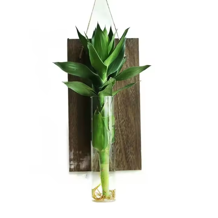 Decoración Creativa Para El Hogar En Madera Sólida Con Pequeño Vaso De Vidrio Para Plantas Hidroponicas Radish Verde - 1