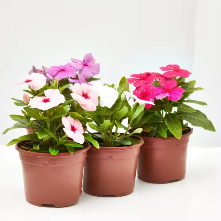 Verdecora VINCA - 1