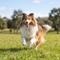 Synoquin Razas Medianas Vetplus (30 Comprimidos Masticables) – Condroprotector para Perros de 10 a 25 kg - details 1