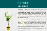 Verdecora LIMONERO EUREKA AZ - details 1