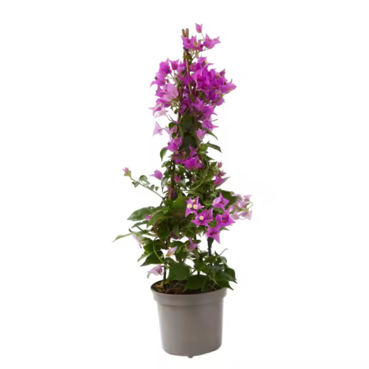 Verdecora Buganvilla - Planta Natural de Exterior Trepadora con Flor - Maceta 3 Litros con 3 Tutores - 1