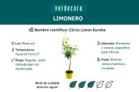 Verdecora LIMONERO EUREKA AZ - details 0