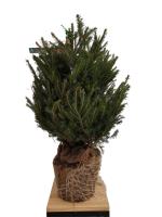 Verdecora Abeto Natural Picea Excelsa Repicado - Árbol de Navidad - Decoración navideña - details 3