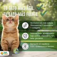 BioActive - Longevia Gatos Antiedad Integral | Vitalidad, articulaciones y defensas - 60g - details 0