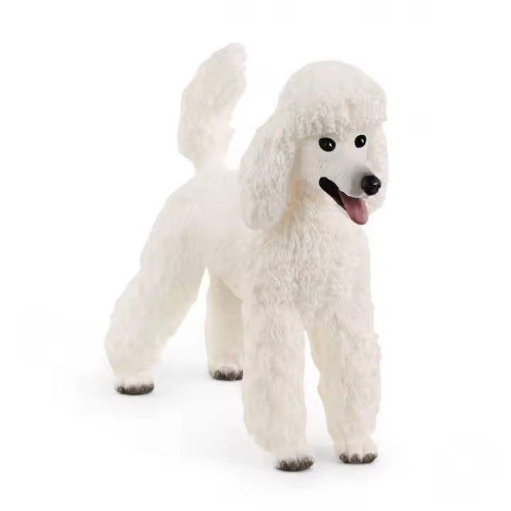 CANICHE - 1