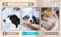 Cepillo De Baño Para Perros 3 En 1 Cepillo De Peluquería Para Mascotas Con Cabeza De Limpieza Y Masaje Silicona Suave Para Lavado Con Jabón - details 7