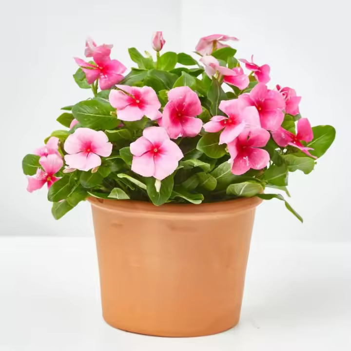 Verdecora VINCA - 1