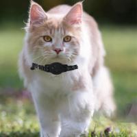 Collar Para Gatos Compatible Con Apple Airtag Con Campana Cierre De Seguridad Ajustable Reflectante Para Gatos Y Perros Recién Nacidos - details 5