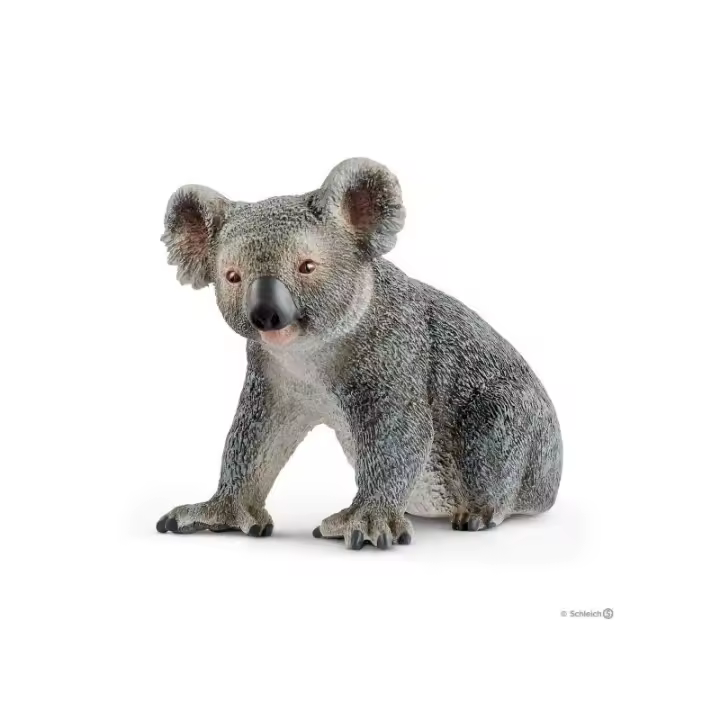 Koala macho - 1