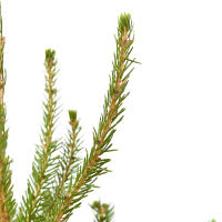 Verdecora Abeto Natural Picea Excelsa Repicado - Árbol de Navidad - Decoración navideña - details 0
