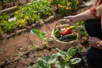 Melaza para plantas ecológica 7Kg (5L) . Estimula el crecimiento de tus cultivos. Mejora las Propiedades del Suelo e incrementa la cantidad de nutrientes. Uso Universal - details 0