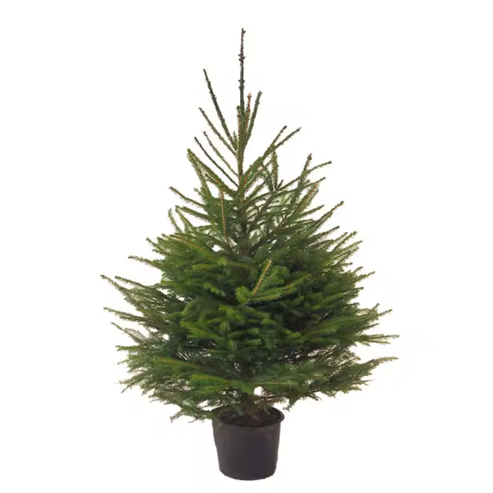 Verdecora Abeto Natural Picea Excelsa Repicado - Árbol de Navidad - Decoración navideña - 1