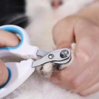 Tijeras De Uñas Para Gatos Y Perros De Acero Inoxidable Corte Profesional Para Pies De Mascotas Pequeñas Y Gatitos - details 4