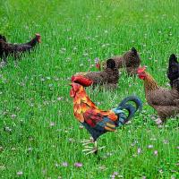 Estatua Realista De Pollo De Metal Para Jardín Decoración De Animales Estilo Rústico Para Patio Y Exterior - details 21