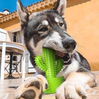 Juguete masticable para perros en forma de Cactus, juguete para limpiar los dientes de mascotas, juguete para moler los dientes de las mascotas, suministros para mascotas, productos interactivos para masticar - details 8