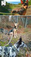 Truelove Soft Pet Leash Reflective Nylon Mesh Padded Puppy Large Dog or Cat Walking Training 11 Color 200cm TLL2112 Dropshipping - details 12