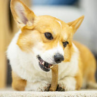 Juguetes de Masticar para Perros de Cervantes de Madera para Aggressive Chewers Grandes Razas Duradero y Resistente - details 0