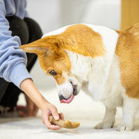 Juguetes de Masticar para Perros de Cervantes de Madera para Aggressive Chewers Grandes Razas Duradero y Resistente - details 3