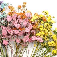 12 Uds ramos de Gypsophila moda colorida flor de Gypsophila seca ramos de flores secas realistas - details 3