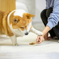Juguetes de Masticar para Perros de Cervantes de Madera para Aggressive Chewers Grandes Razas Duradero y Resistente - details 2