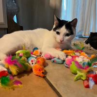 Juguetes Para Gatos Interactivos Con Rattler Ratón Y Gato De Peluche Falso Con Nepenthe Prelleno Juego De Persecución Para Gatos Domésticos Interiores - details 10