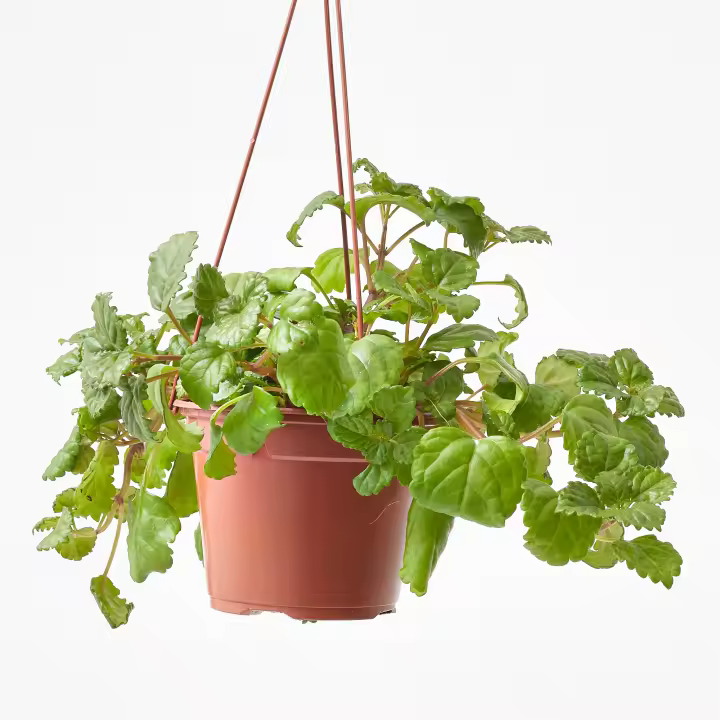 Planta del Dinero Colgante | Hiedra Sueca | Interior | Prosperidad Económica - 1