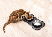 Tazas De Alimento Y Agua Para Perros Y Gatos Con Almohadilla Antideslizante De Acero Inoxidable Durable Anti-slip Feeder De Alimentos Y Agua Para Mascotas - details 3