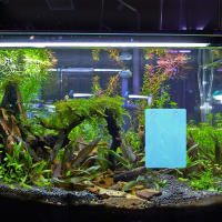 2 Pcs Caja De Cría Para Angelfish En Acuario Plástico Desmontable Ligero Para Tanque De Peces Suministros De Reproducción - details 1