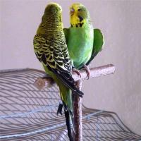 Juguete De Colgante Para Pájaros Madera Percha Para Periquito Con Bolas De Masticar Soporte De Sueño Para Cages Juguetes De Juego Para Pájaros Budgie - details 14