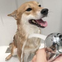 Cabezal De Ducha Para Mascotas Suave Y Eficiente Para Perros Gatos Y Puppies Sprinkler De Baño Doméstico Con Material De Plástico - details 2