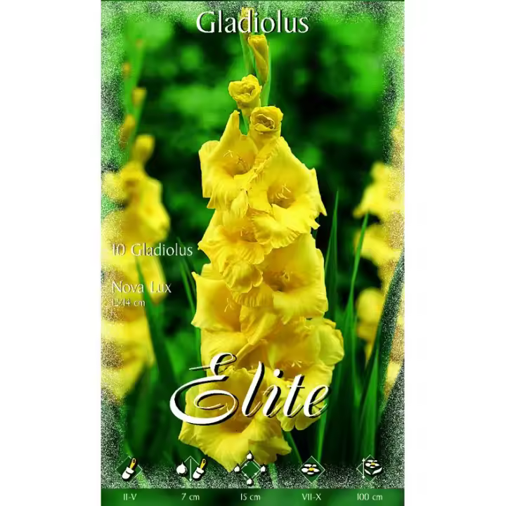 Bulbo Gladiolo amarillo 10 uds - 1