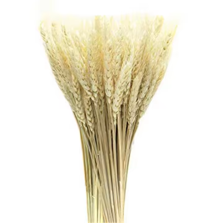 100X Tallos Secos Trigo Centeno Manojo Boda Arartículos de Flores Rama natural - 1