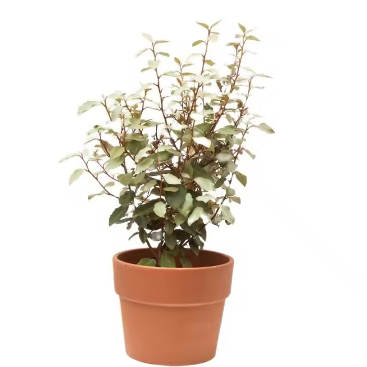 Verdecora - Planta Natural de Exterior Eleagnus con Variedad de Colores - 1