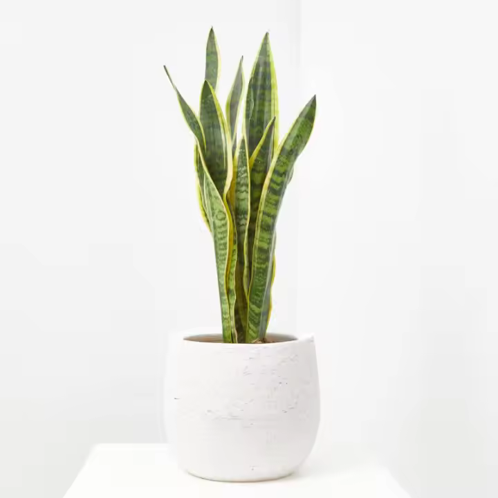 Verdecora Sansevieria | Planta Natural de Interior Purificadora de Aire - 1