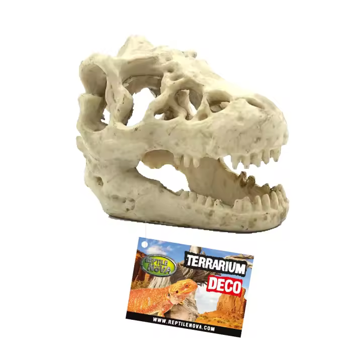 Aquanova Adorno para Terrario de Cráneo de Dinosaurio para Acuario 16x11x9 | Seguro para Reptiles - 1