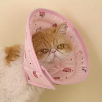 Collar De Esterilización Para Gato Elizabeth Circle Anti-Lamia Gorro Para Cabeza De Gato Pequeño Accesorios Para Mascotas Perros Y Gatos - details 3
